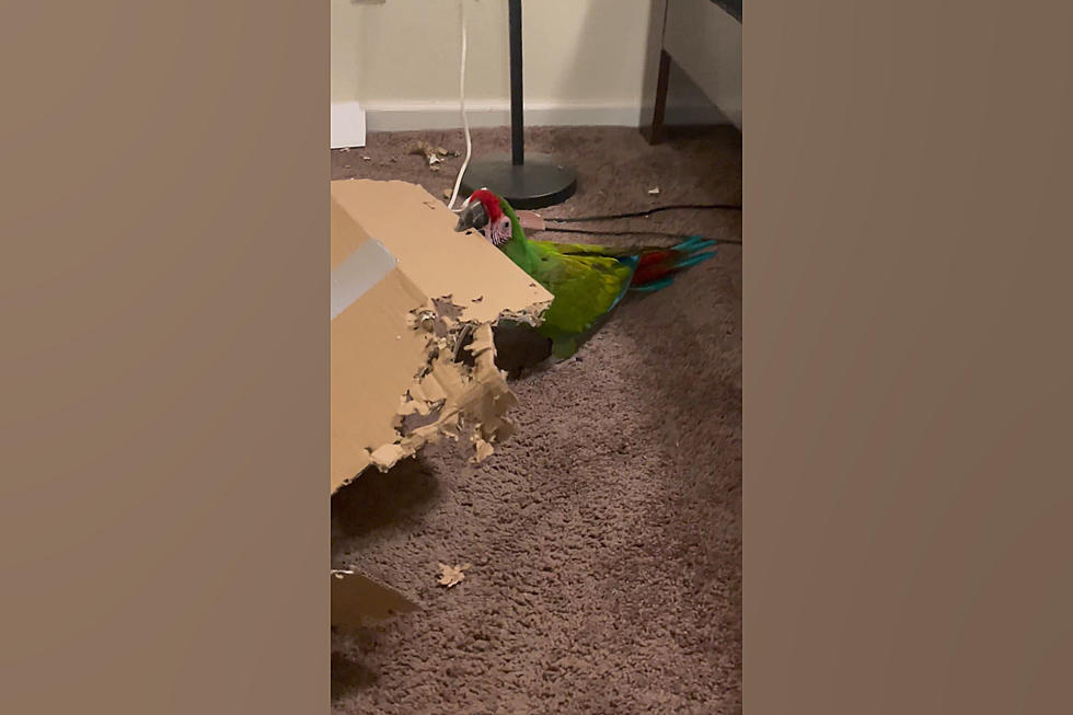 This Illinois Macaw Named Peanut Butter is a Wrecking Crew