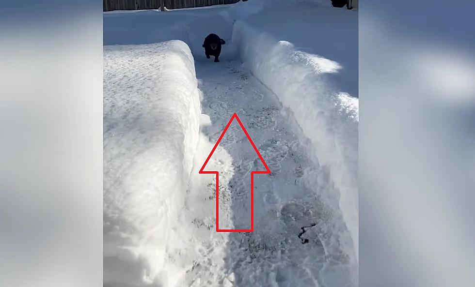 Midwest Pet Owner Dug a Sweet Snow Run for His Dachshund