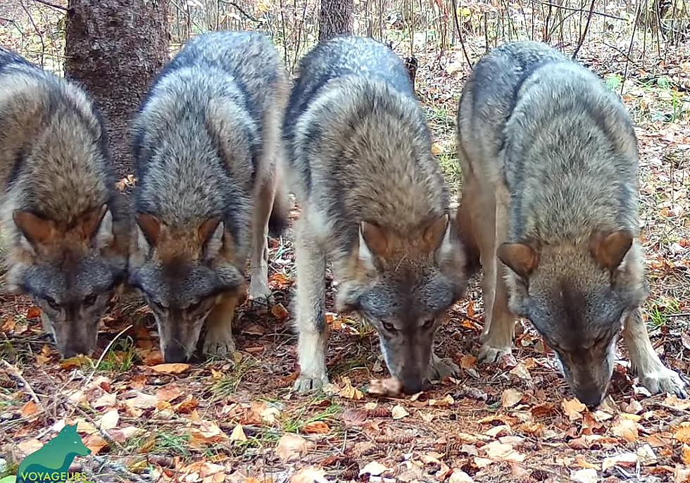 Trail Cam Shows Midwestern Wolf Pack Pups Survived the Winter
