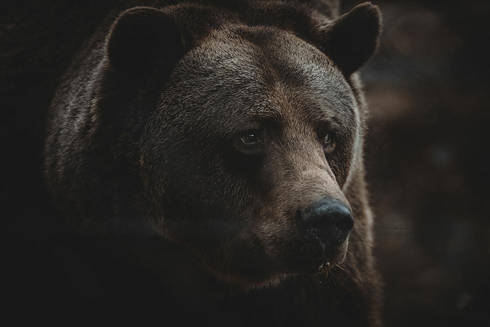 Missouri Announced its 2022 Bear Hunting Season is in October