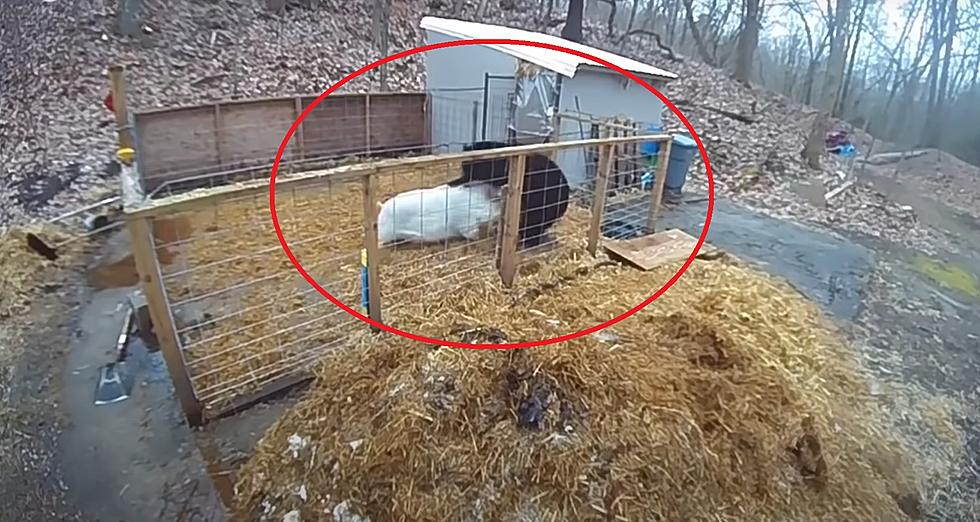 Watch a Bear Jump into a Pig Pen and Immediately Regret It