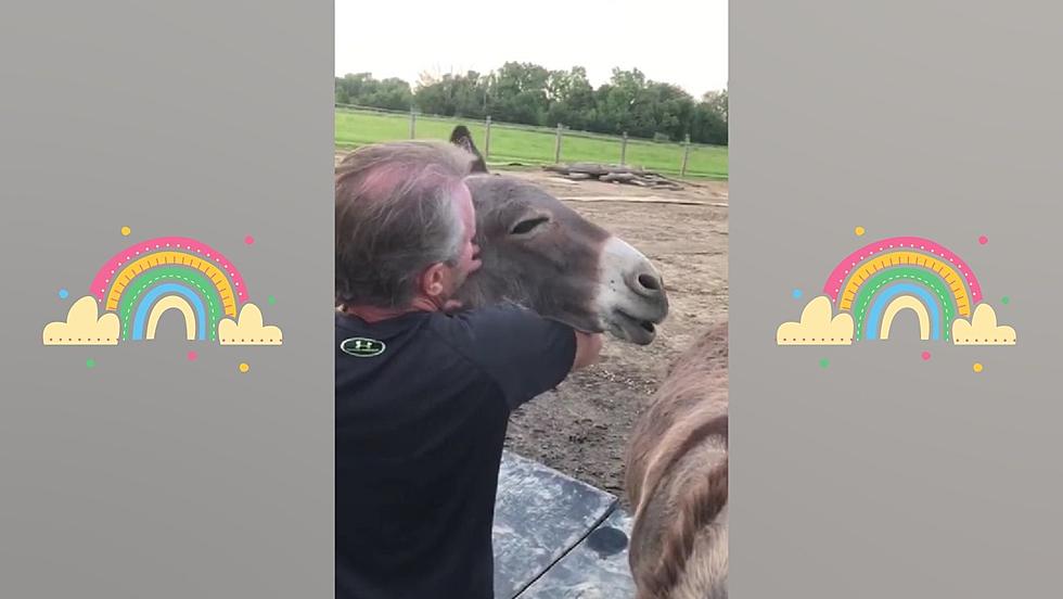 Watch a Farmer Cradle a Donkey While Singing ‘Over the Rainbow’