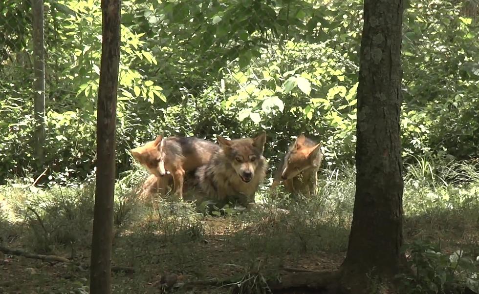 Did You Know There&#8217;s a Place for Endangered Wolves in Missouri?