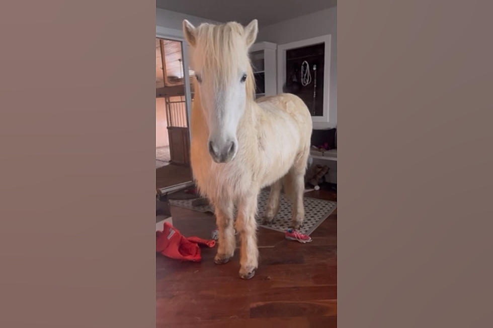 For Some Reason, An Icelandic Horse Broke into a Midwestern Home