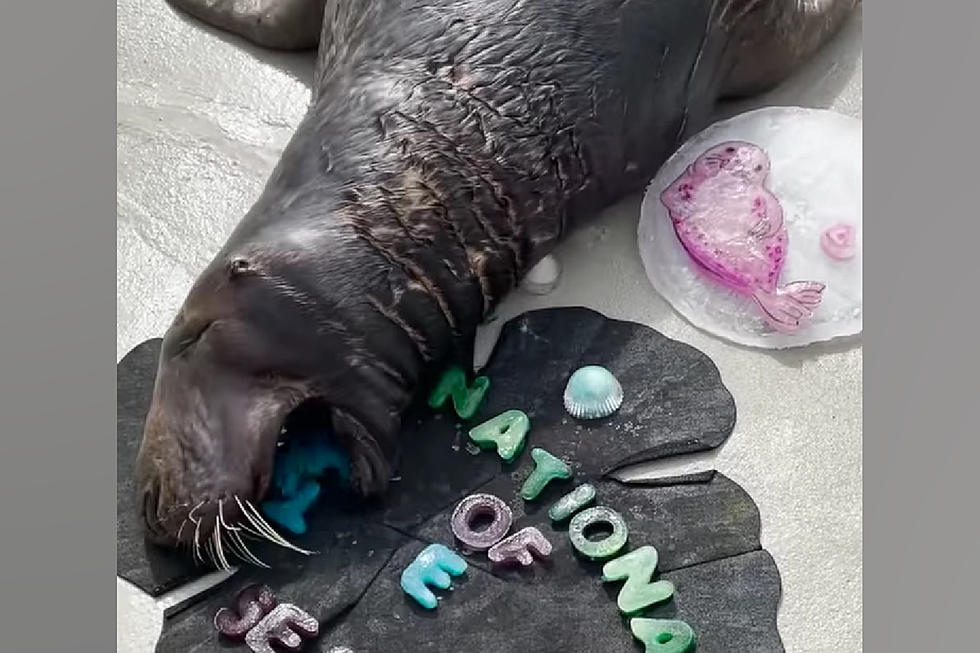 Illinois Zoo Seals Celebrate International Seal Day by Eating It