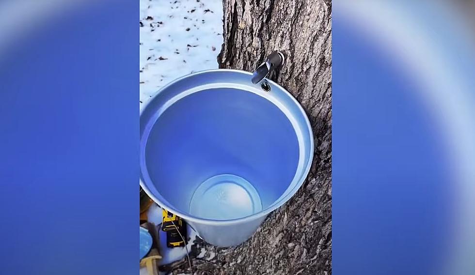 Midwest Dude Shows Easiest Way to Tap a Maple Tree for Sap