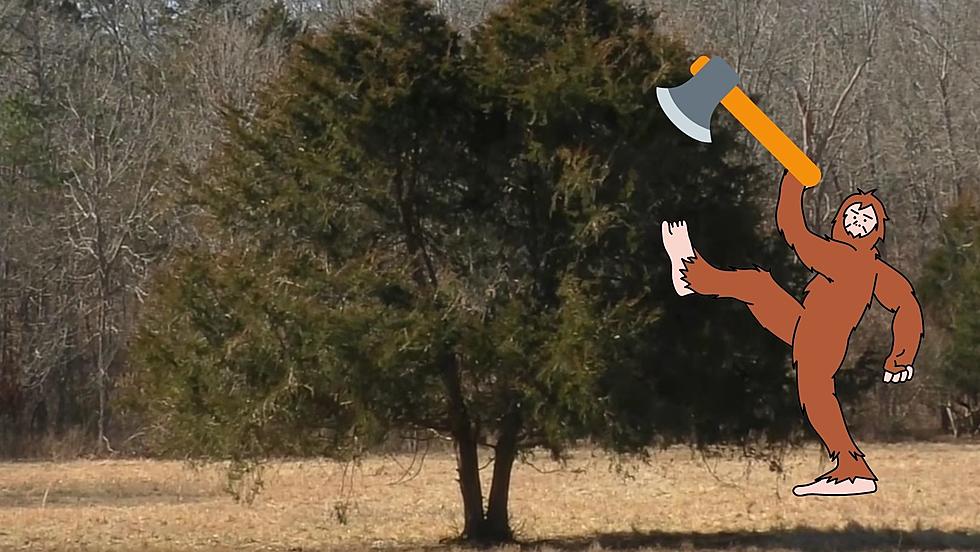 Missouri Man Claims Bigfoot Split this Tree in Half, Killed Deer