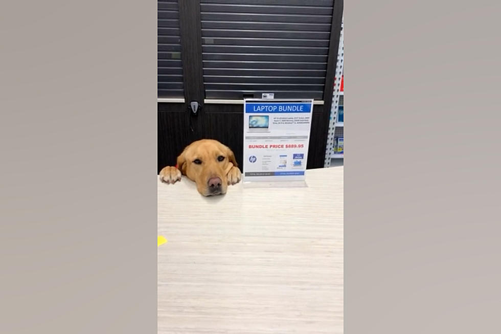 Missouri Service Dog Named Kent Would Really Like to Be a Cashier