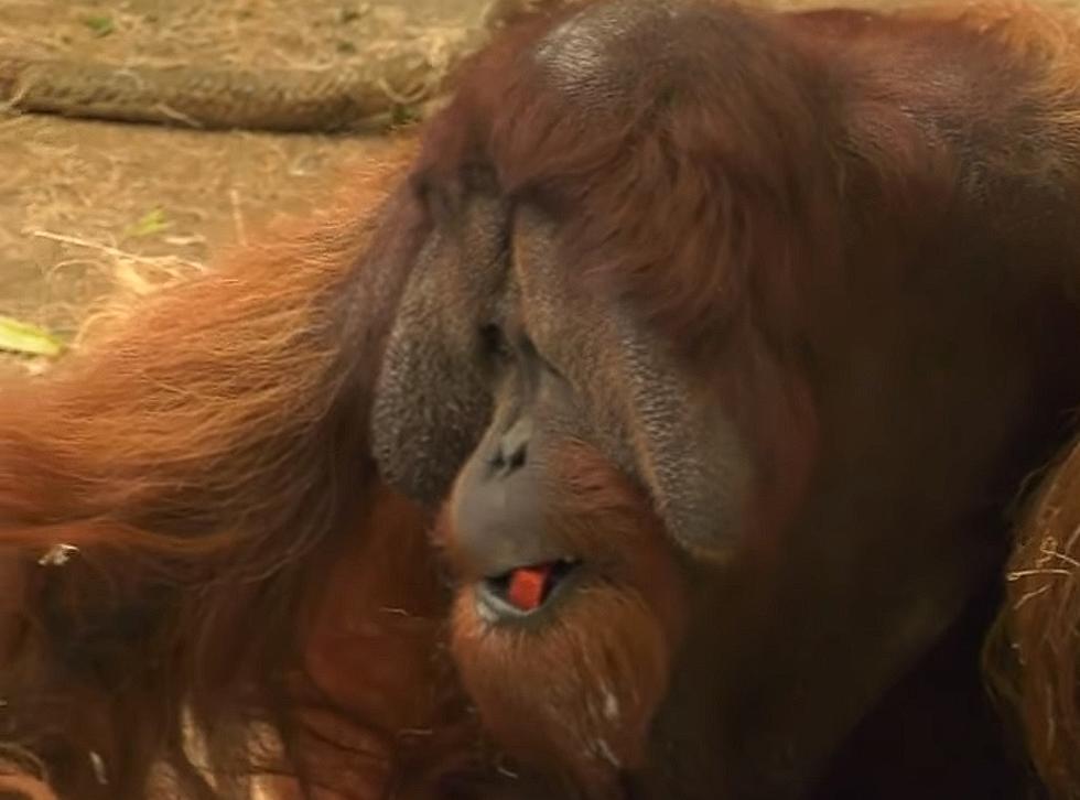 Birthday Ape? – This Illinois Orangutan is Turning 31 this Week