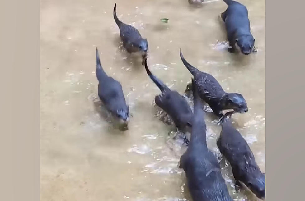 Feel the Joy of Illinois Zoo Otters Playing in their New Habitat