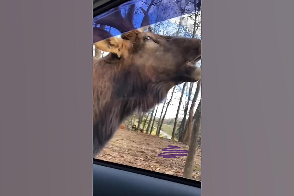 No Treat? Watch St. Louis Elk Respond with Ear-Piercing Scream