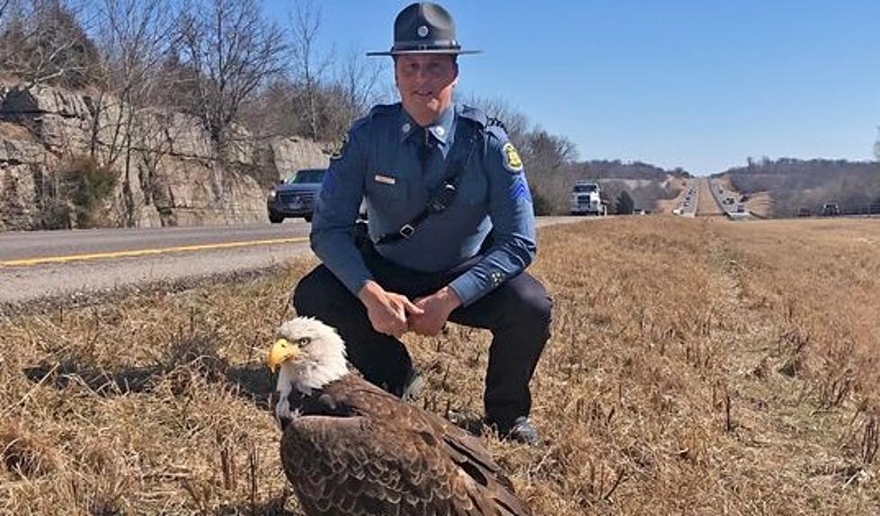 Bald Eagle Hit By a Car, But Missouri State Troopers Save Him