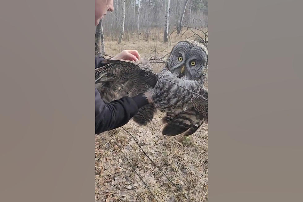 Watch Brave Ladies Free a Huge Owl Tangled in Barbed Wire