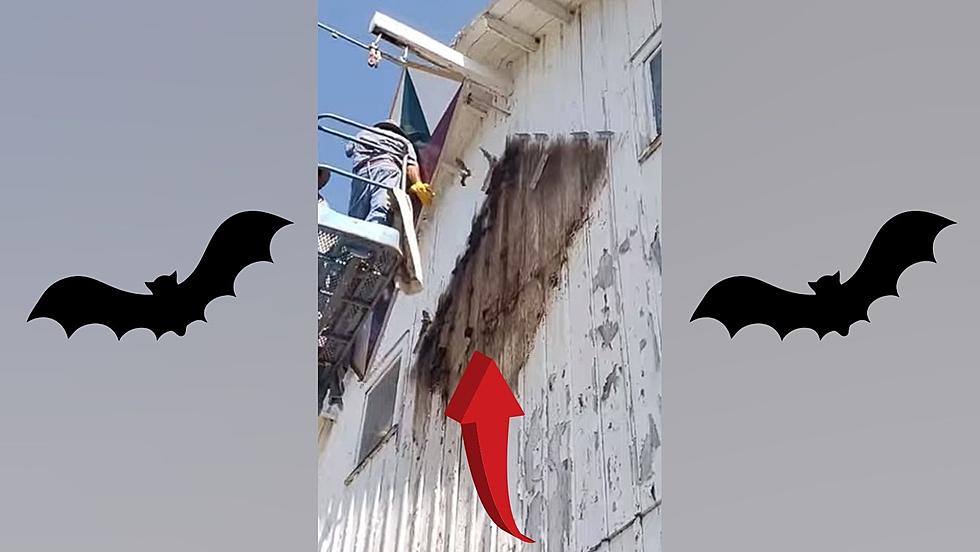 Workers Find a Huge Bat Colony Hiding Behind an Iowa Barn Quilt