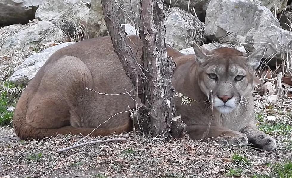 This Midwest Mountain Lion Named Cher is Kind of a Diva