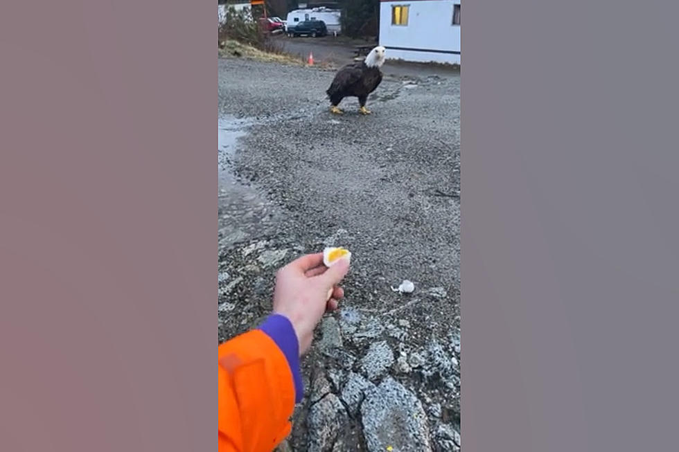 This Dude Feeds Hardboiled Eggs to a Bald Eagle, But He Shouldn’t