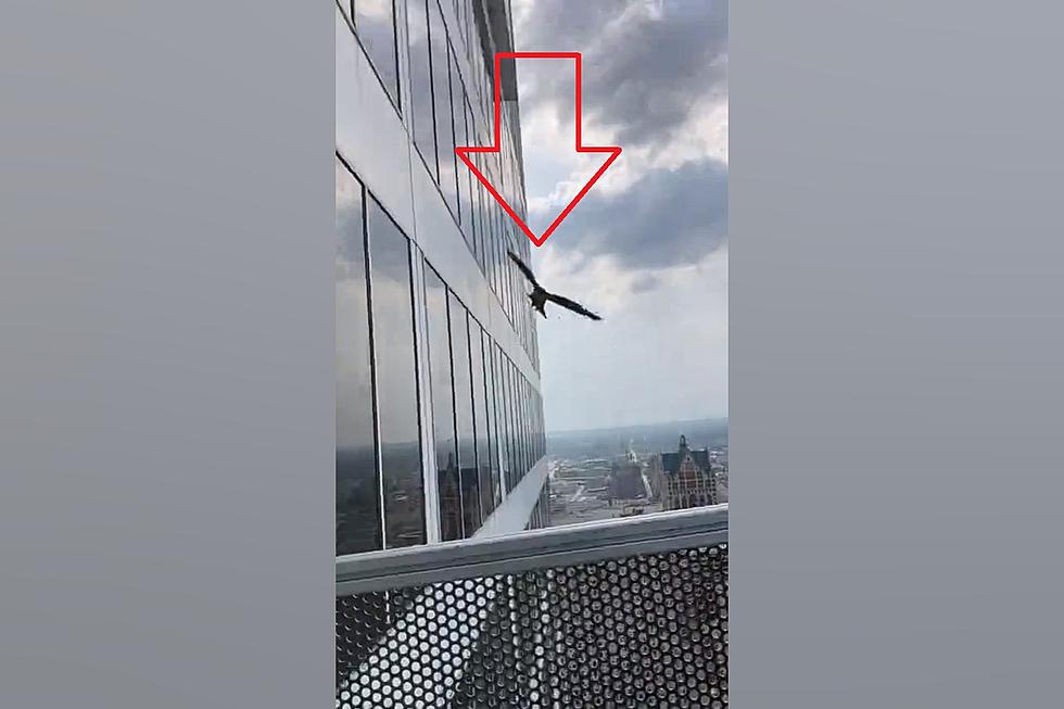 Watch Workers on a Midwest Skyscraper Get Attacked by a Falcon