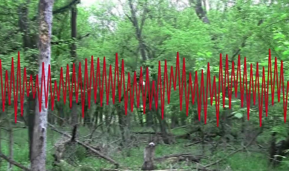 Listen to a Bigfoot Scream Recorded in Illinois that Wasn’t