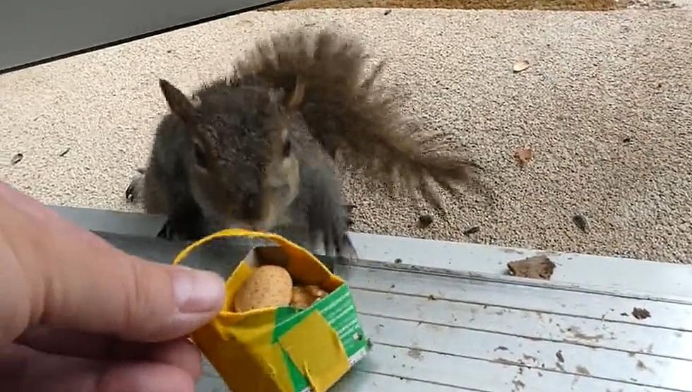 This Illinois Woman Arranged a Grocery Bag Pickup for Squirrel