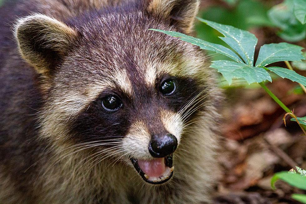 Animal Bandits? Raccoons Reportedly Broke into Quincy Apartments