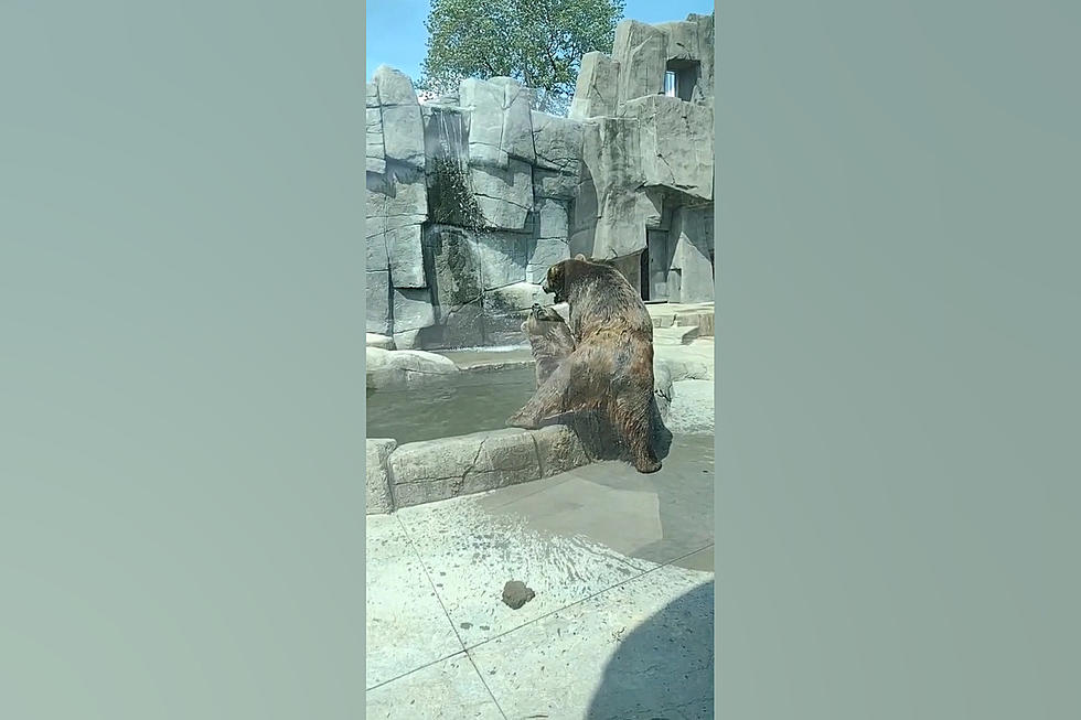 VIDEO: Midwest Zoo Visitors Treated to Epic Bear Wrestling Match