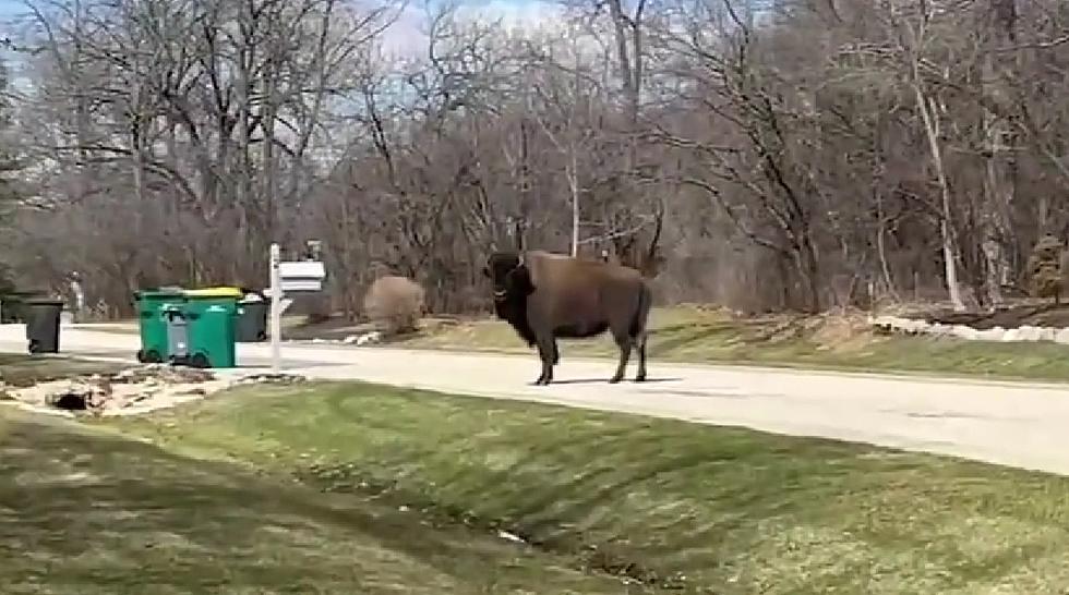 Tyson the Girl Bison Spotted in Chicago Neighborhood