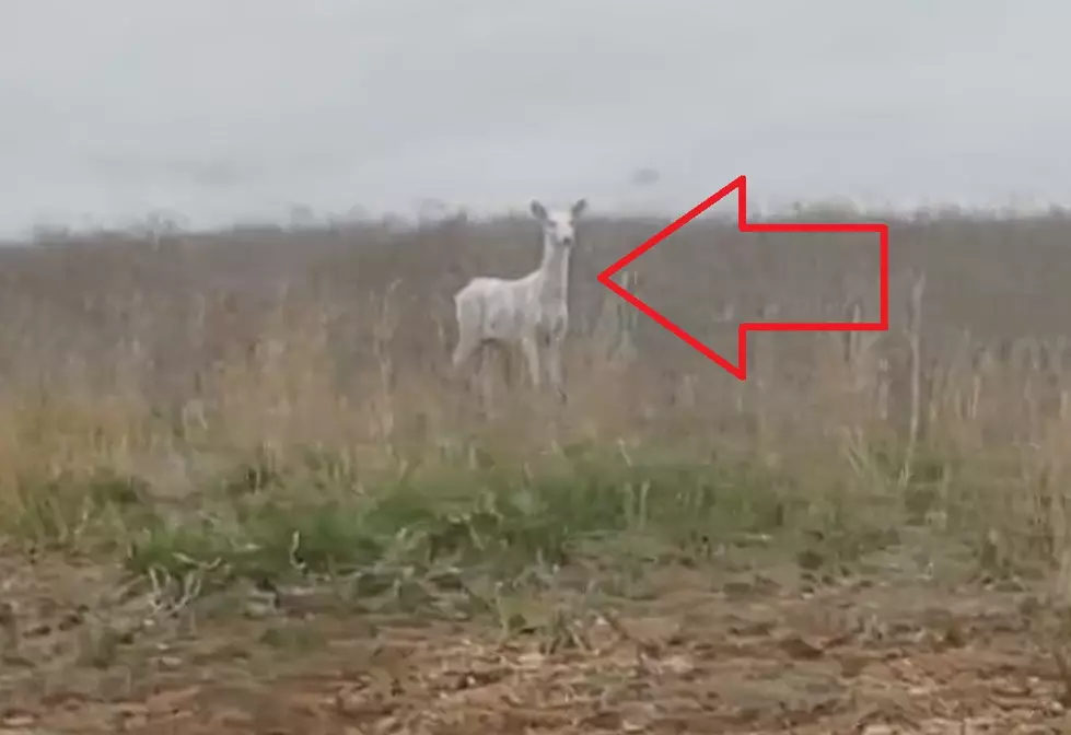 Driver Shares Video of a Rare White Deer in Missouri