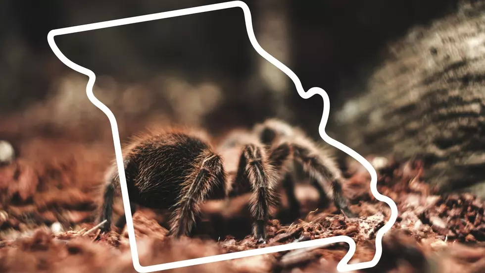 There’s Only 1 Thing Keeping Tarantulas Out of Northeast Missouri