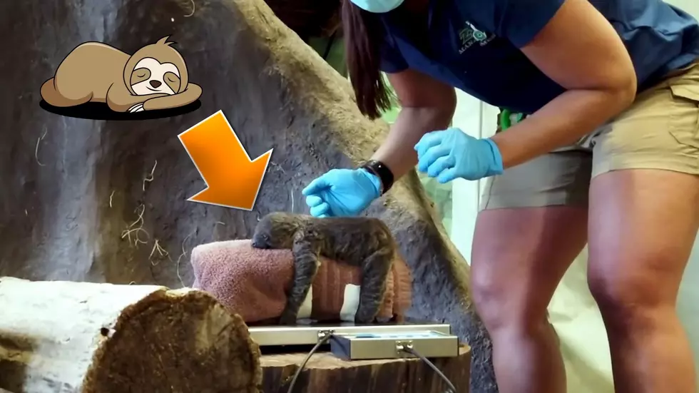 Watch a Teeny Tiny Baby Sloth Just Born in a Midwestern Zoo