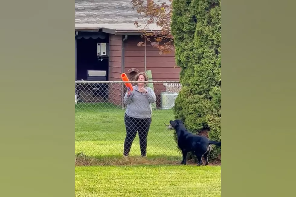 This Black Lab Was Caught Playing Fetch with All the Neighbors