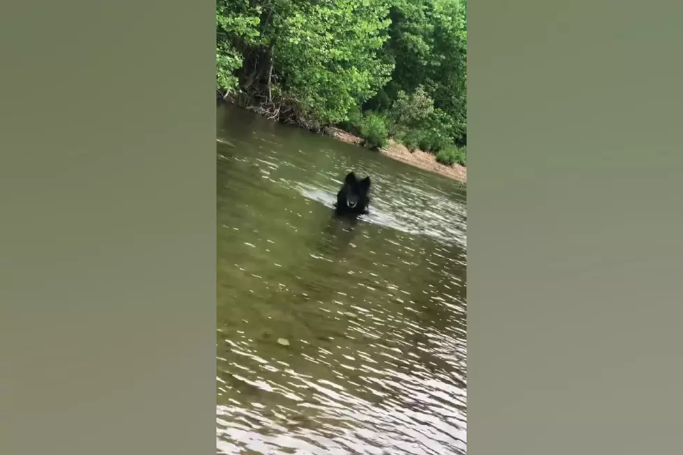 See a Black Timberwolf in Southern Missouri that Really Isn’t