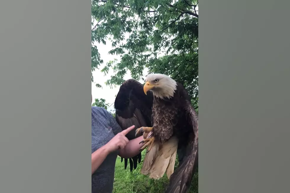 Watch Video of a Bald Eagle a Family Rescued in their Backyard