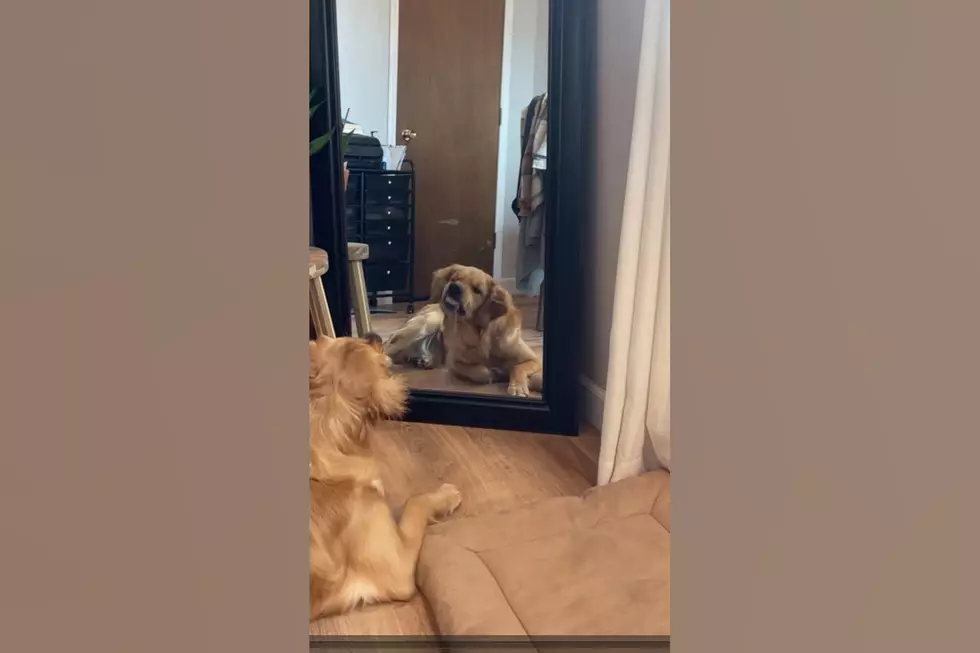 Watch an Iowa Dog Get Caught Practicing His Mean Faces in Mirror