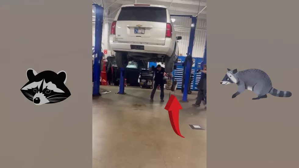 Watch Midwest Auto Technicians Remove Raccoon Hiding Under a SUV