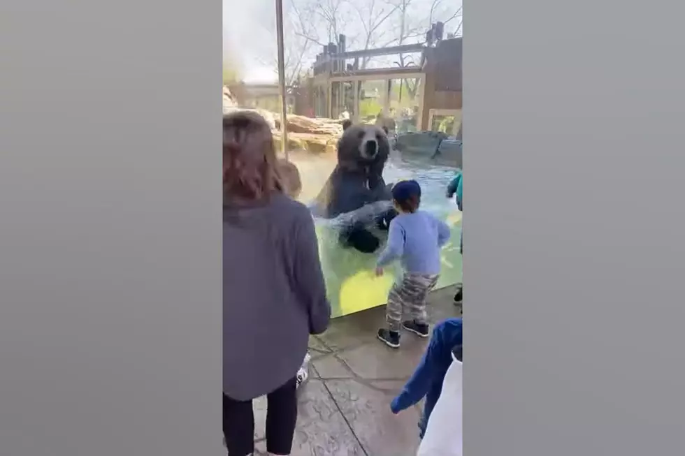 Watch St. Louis Zoo Grizzlies Have a Jumping Party with Kids