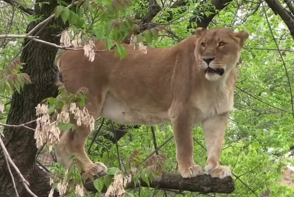 A St. Louis Zoo Lion Named Cabara was Spotted High Up in a Tree