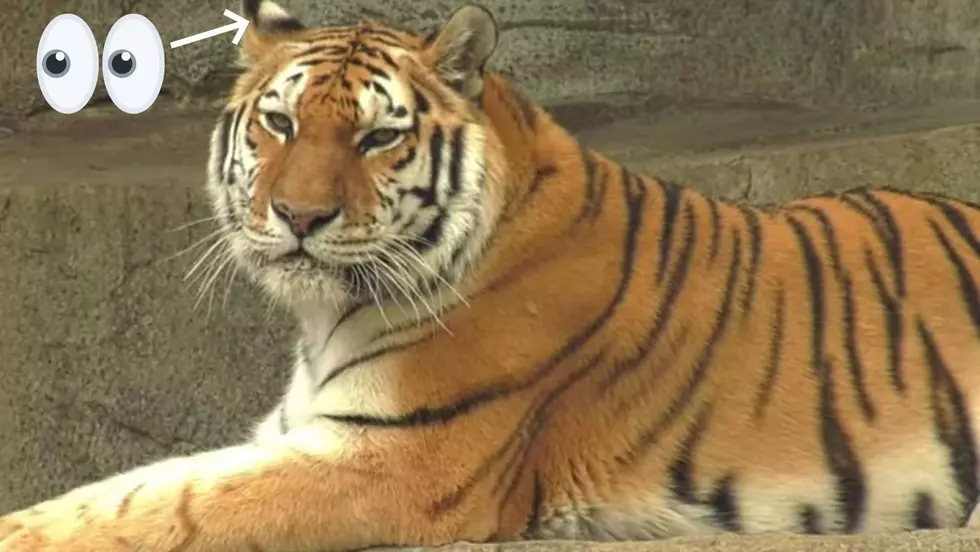 Illinois Zoo Brilliantly Explains Why Tigers Have “Eyes” on Ears