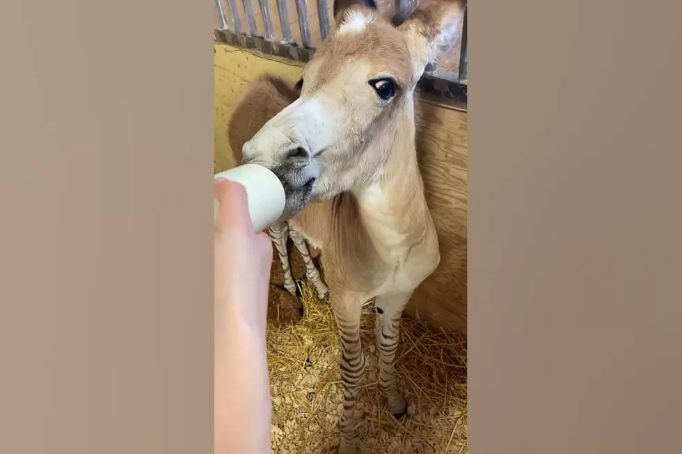 Watch An Ultra-Rare 'Zonkey' That Was Just Born in Missouri