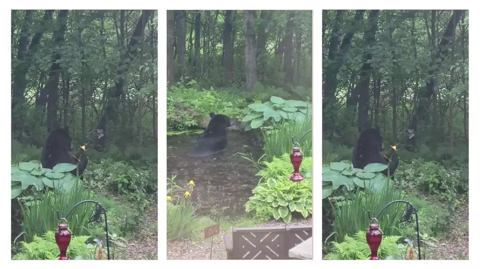 Bear Takes Bath in Midwest Family’s Backyard, Eats Bird Feeder