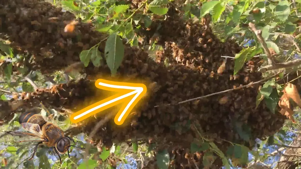 Carthage, Missouri Beekeeper Shows How He Relocates a Huge Colony