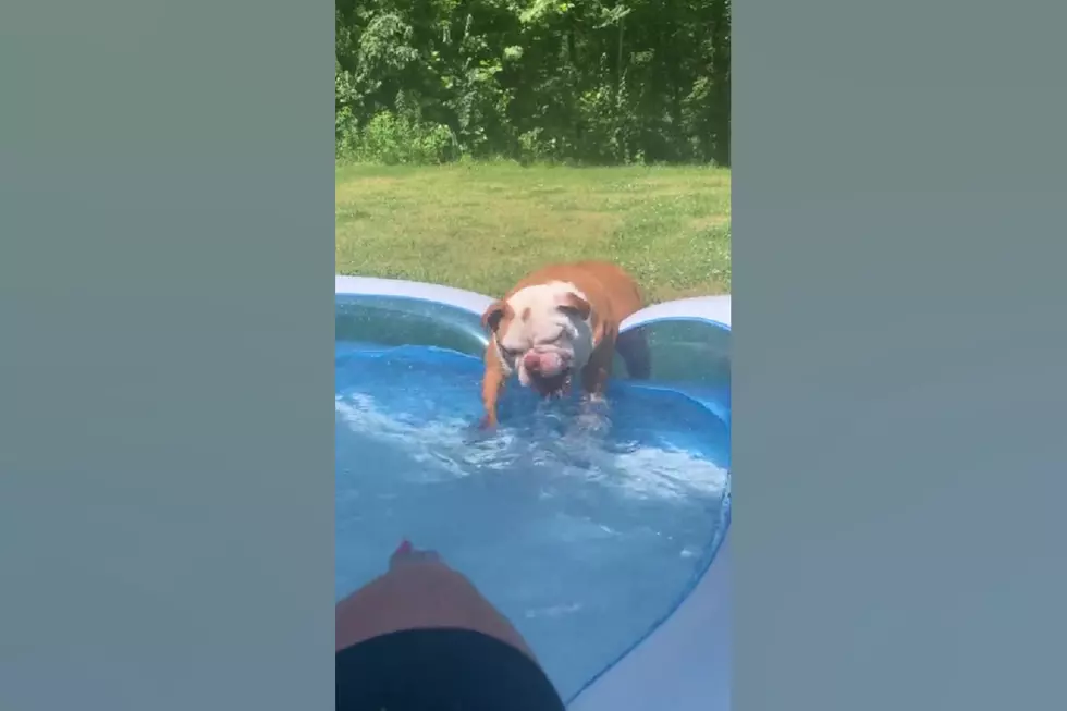 Watch an Illinois Bulldog Who Threw a Pool Party for Herself