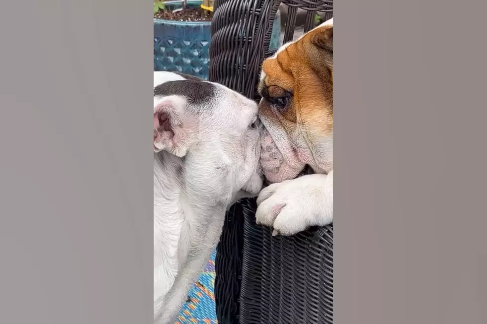 Watch 2 English Bulldogs Have a Faceoff for the Ages