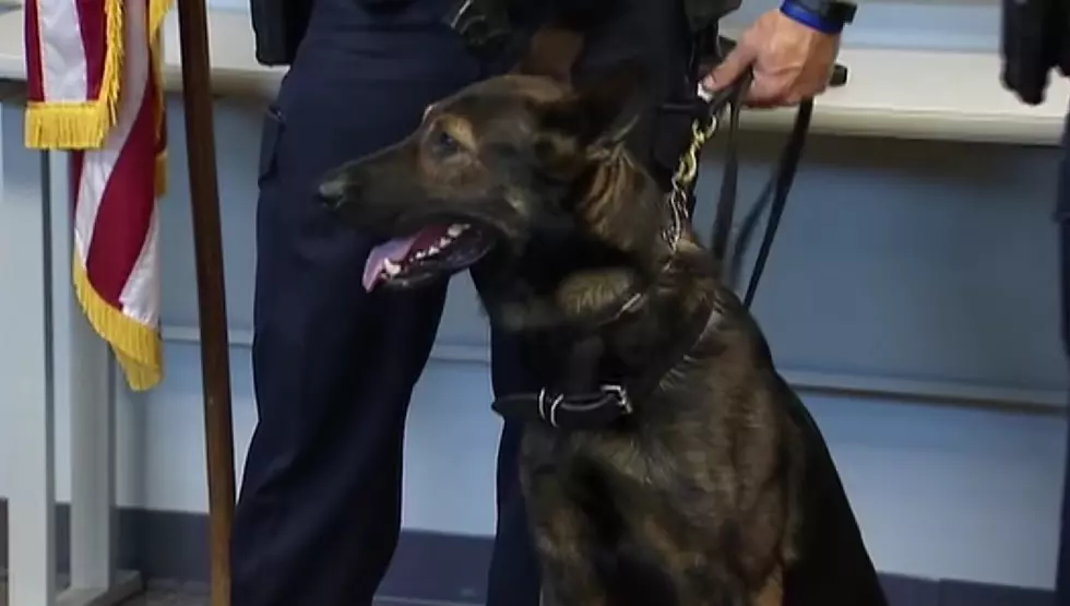 This Illinois Police Dog Just Busted 9 Bad Guys in a Single Day