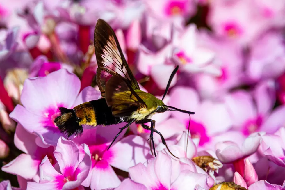 Missouri’s Hummingbird Moth is Both Beautiful & Terrifying