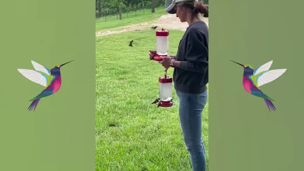Video Shows a Missouri Woman Really is a Hummingbird Whisperer