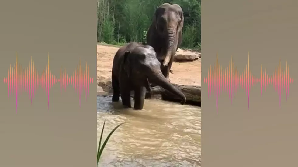 Watch a St. Louis Zoo Elephant Throw a Furious & Loud Tantrum