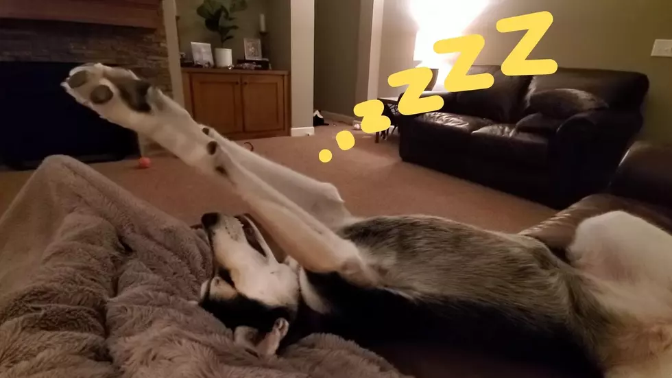 Bunny, a Midwest Rescue Dog Has a “Unique” Sleeping Position