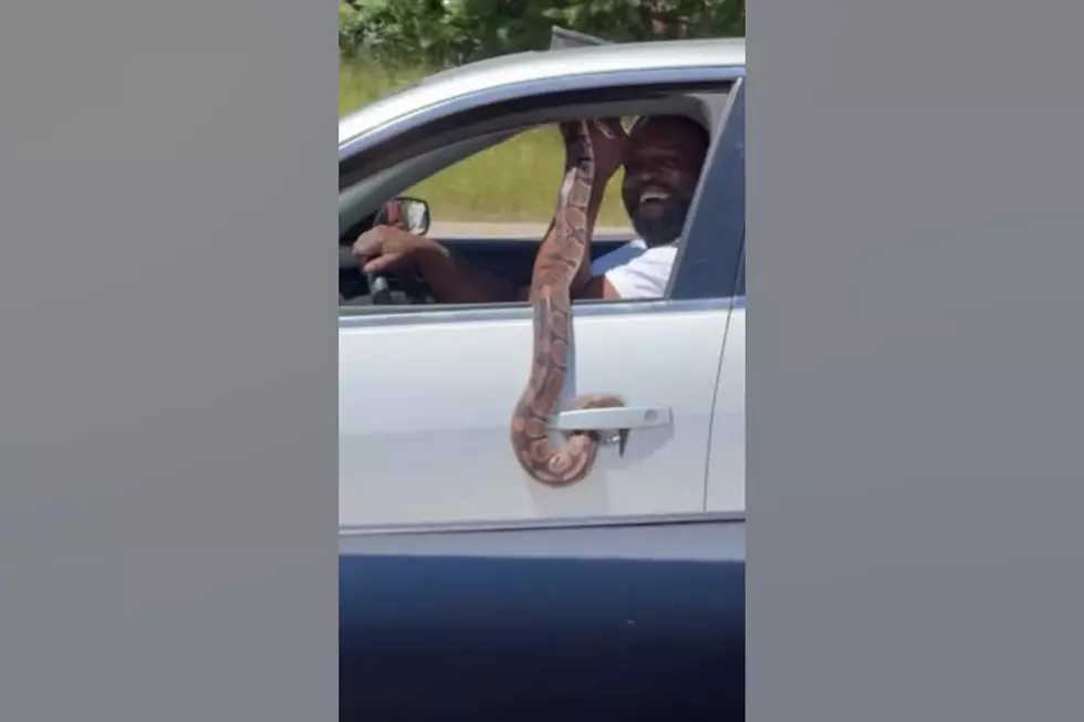 Watch a Chicago Dude Driving Through Traffic with His Pet Snake