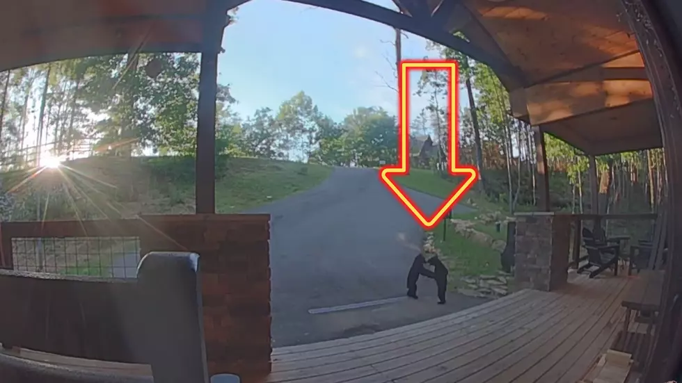 Watch Bear Cubs Wrestle on a Family’s Doorbell Cam Video