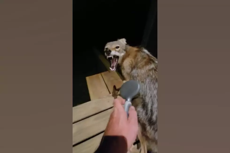 Illinois Man Thinks He's Petting a Stray That's Really a Coyote